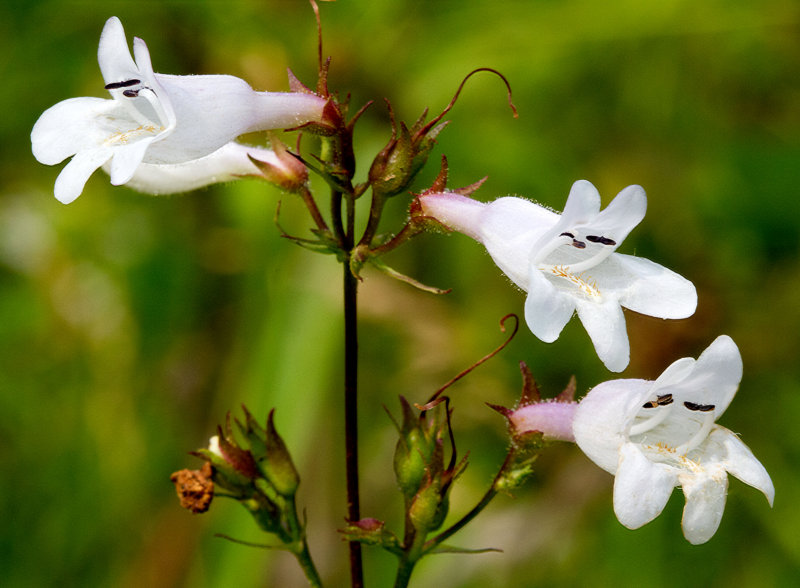 Foxglove Beardtongue (Penstemon digitalis)