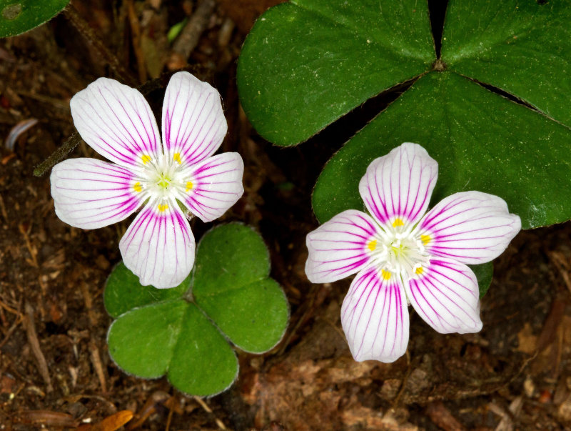 Northern Wood Sorrel (Oxalis montana or Oxalis acetosella)