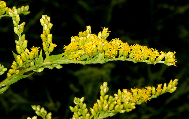Goldenrod (possibly Gray Goldenrod: Solidago nemoralis)
