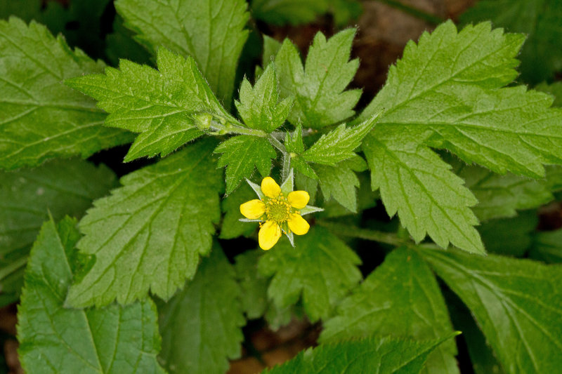 Yellow Avens (Geum aleppicum)