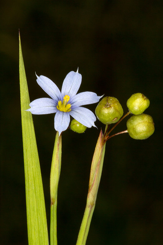 Narrow-leaved Blue-eyed grass (Sisyrinchium angustifolium)