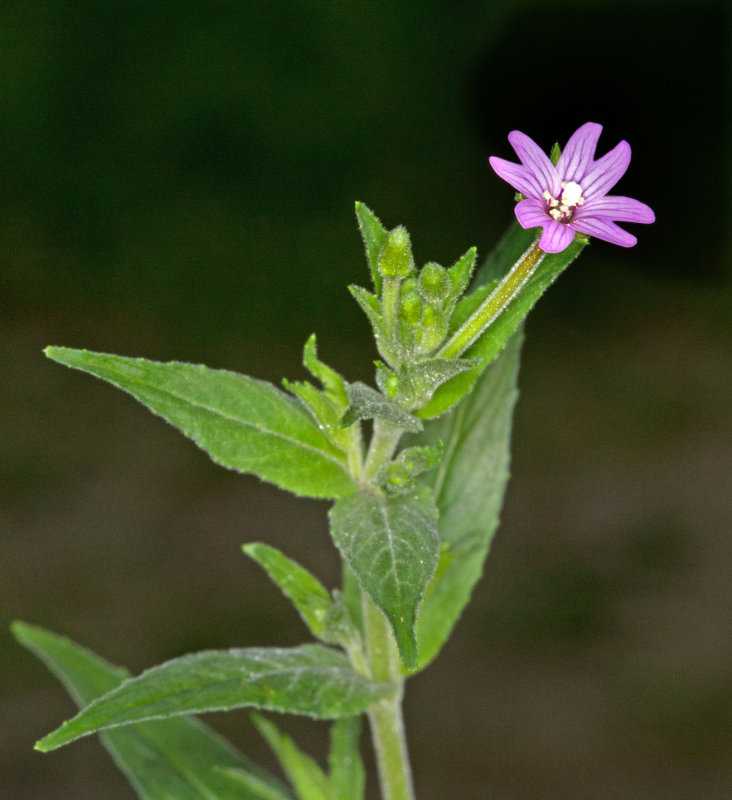 American Willow Herb (Epilobium ciliatum)