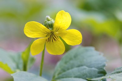 Downy Yellow Violet (Viola pubescens)