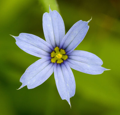 Narrow-leaved Blue-eyed grass (Sisyrinchium angustifolium)