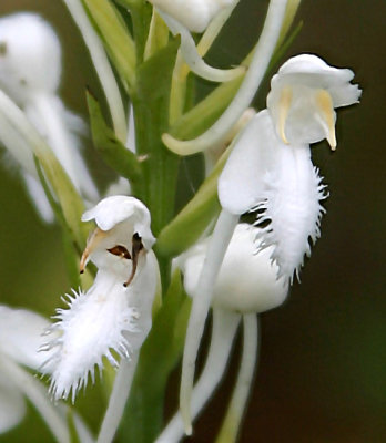 White fringed orchid (Platanthera blephariglottis)