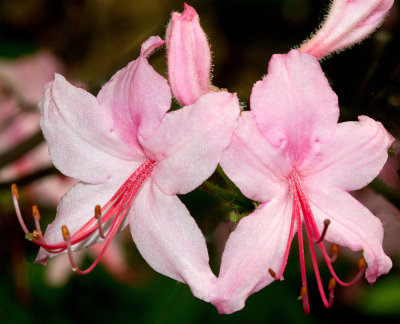 Pink Azalea (Rhododendron prinophylla)