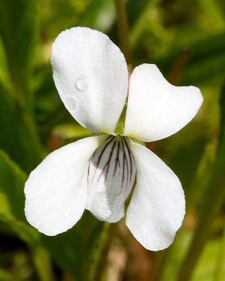 Violet (Viola sp.)