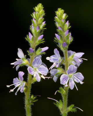 Common speedwell (Veronica officinalis)