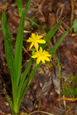 Yellow star-grass (Hypoxis hirsuta)