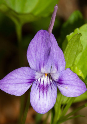 Long-spurred violet (Viola rostrata)