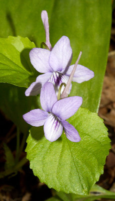 Long-spurred violet (Viola rostrata)