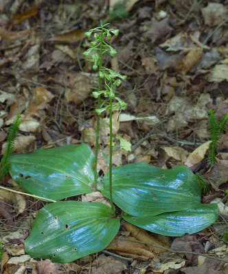  Round Leaved Orchid (Platanthera orbiculata)