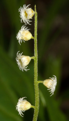 Two-leaf Miterwort (Mitella diphylla)