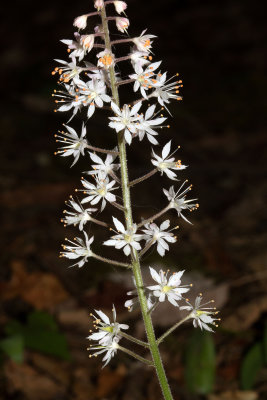 Foamflower (Tiarella cordifolia)