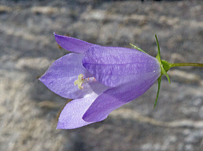 Harebell (Campanula rotundifolia)