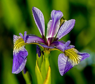 Blue Flag (Iris versicolor)