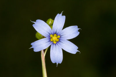 Narrow-leaved Blue-eyed grass (Sisyrinchium angustifolium)