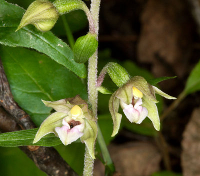 Helleborine (Epipactis helleborine)