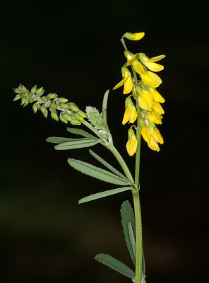 Sweet Yellow-clover (Melilotus officinalis)