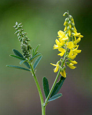 Sweet Yellow-clover (Melilotus officinalis)