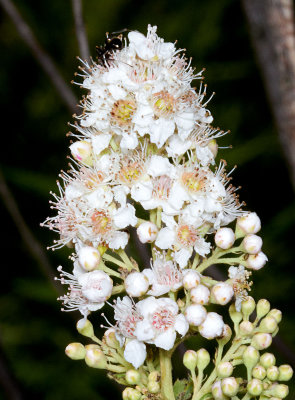 Meadowsweet (Spiraea alba)