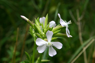 Bouncing Bet or Soapwort (Saponaria officinalis)