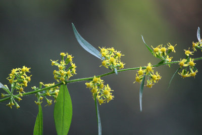 Blue-stem  Goldenrod (Solidago caesia)