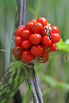 Jack in Pulpit ripe berries (Arisaema triphyllum)