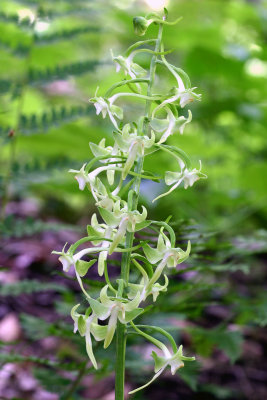  Round Leaved Orchid (Platanthera orbiculata)