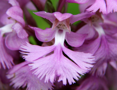 Large purple fringed orchid (Platanthera grandiflora)