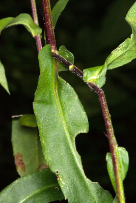Purple-stemmed Aster (Symphyotrichum puniceum)