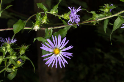 Purple-stemmed Aster (Symphyotrichum puniceum)