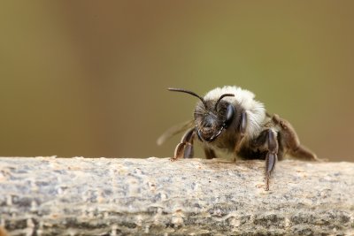 sized_IMG_1981.JPG