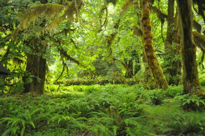 olympic_national_park