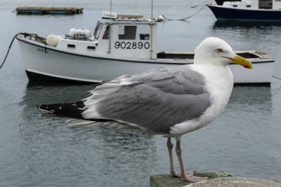 Chatham Seagull DSC05384.jpg