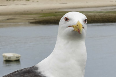Chatham Seagull DSC05392.jpg