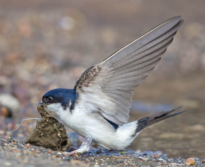 House Martin 