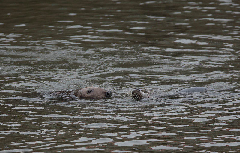 Grey Seals 