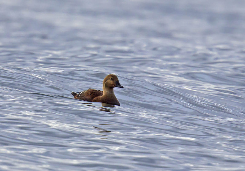 King Eider (female)