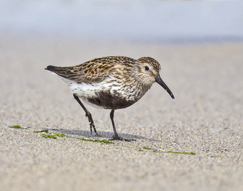 Dunlin 