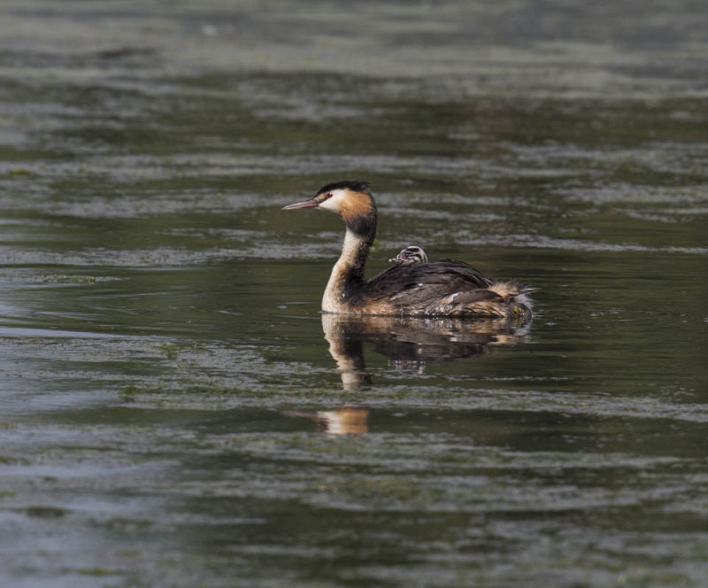 Great-crested Grebe