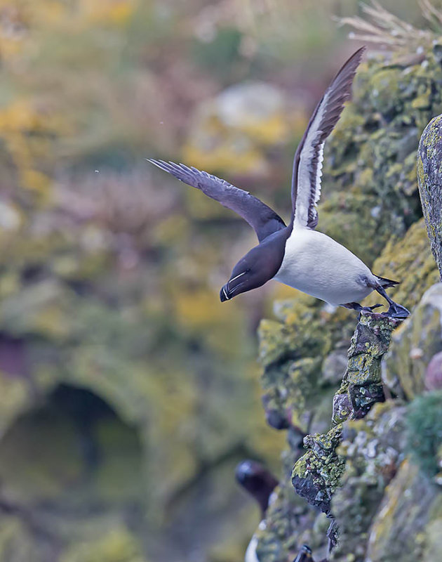 Razorbill 