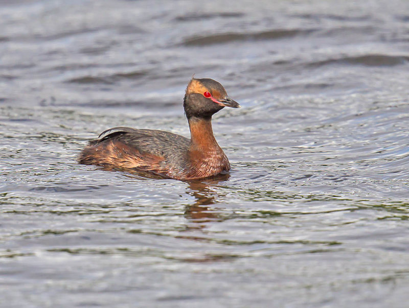 Slavonian Grebe 