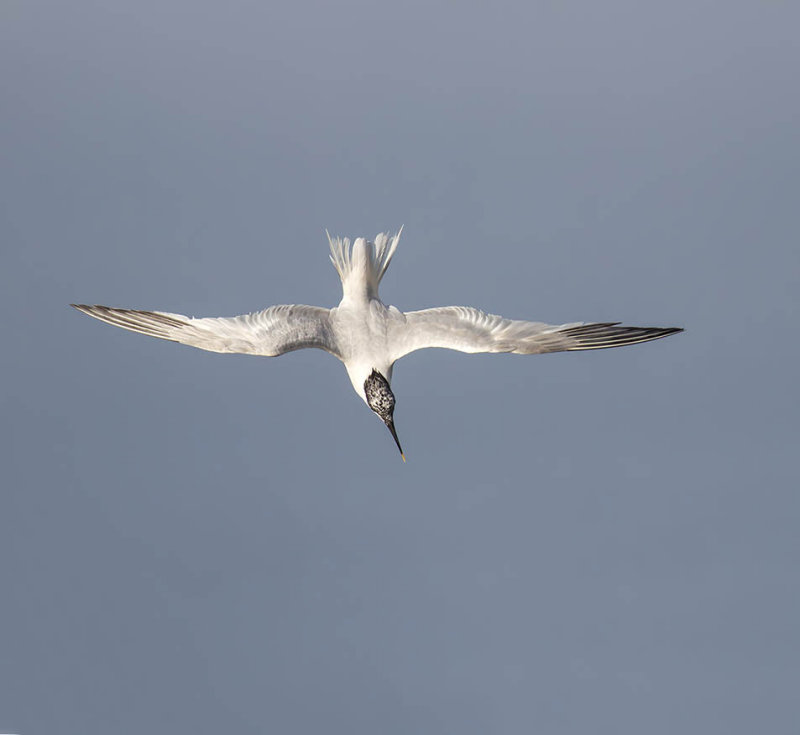 Sandwich Tern 