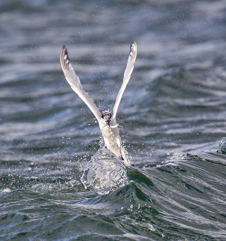 Sandwich Tern 