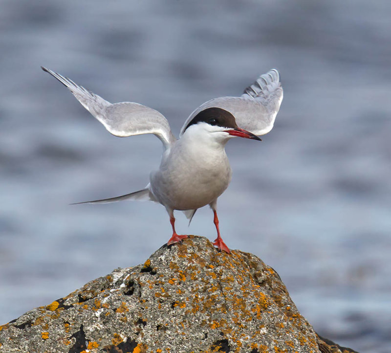 Common Tern 