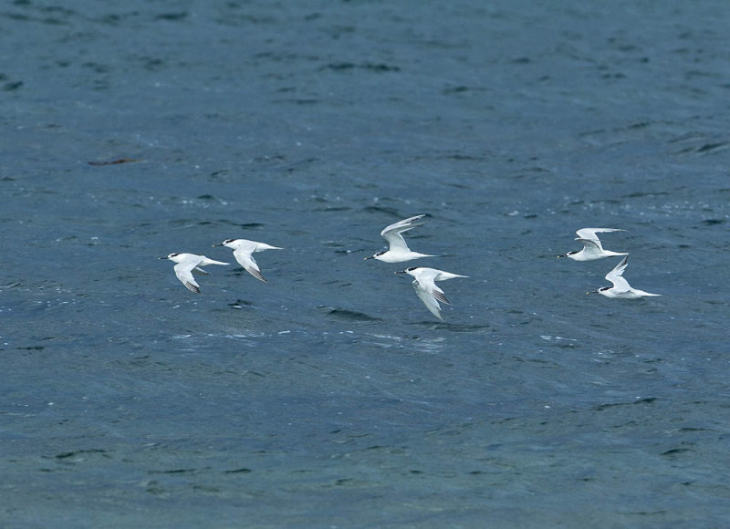 Sandwich Tern 