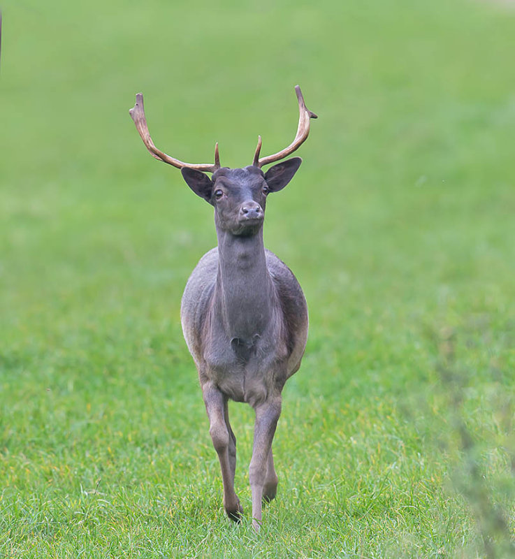 Fallow  Deer buck
