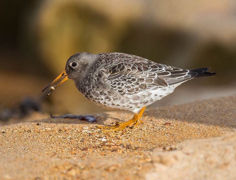 Purple Sandpiper 