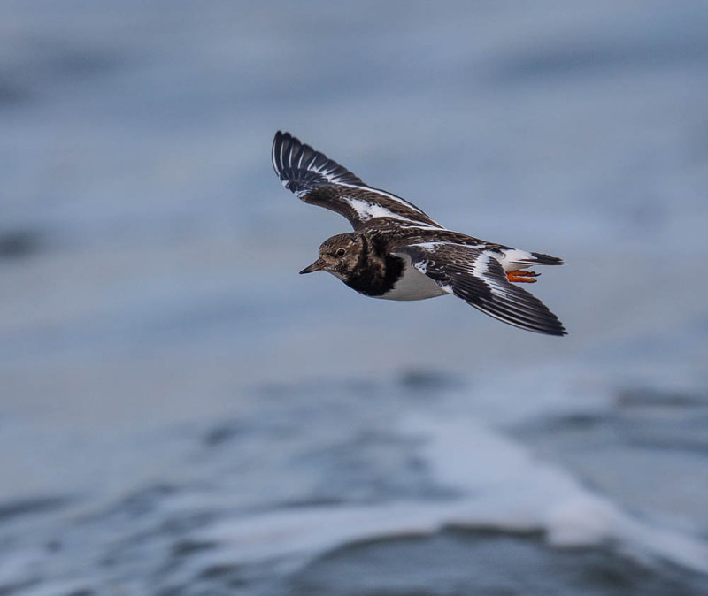 Turnstone 